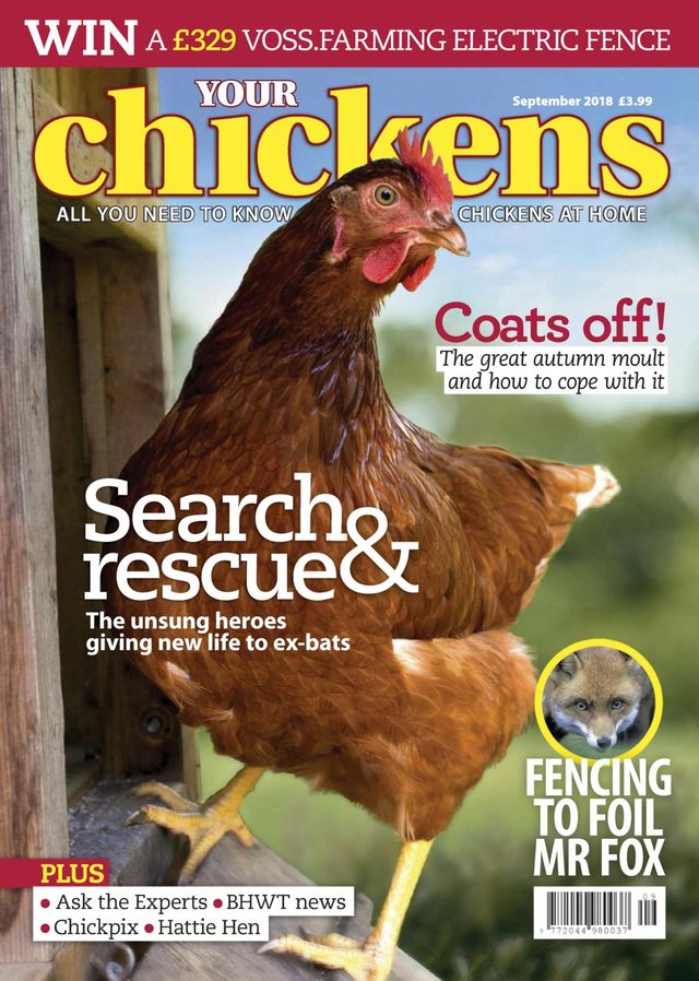 Your Chickens