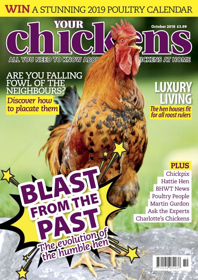 Your Chickens