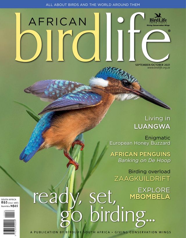 African Birdlife