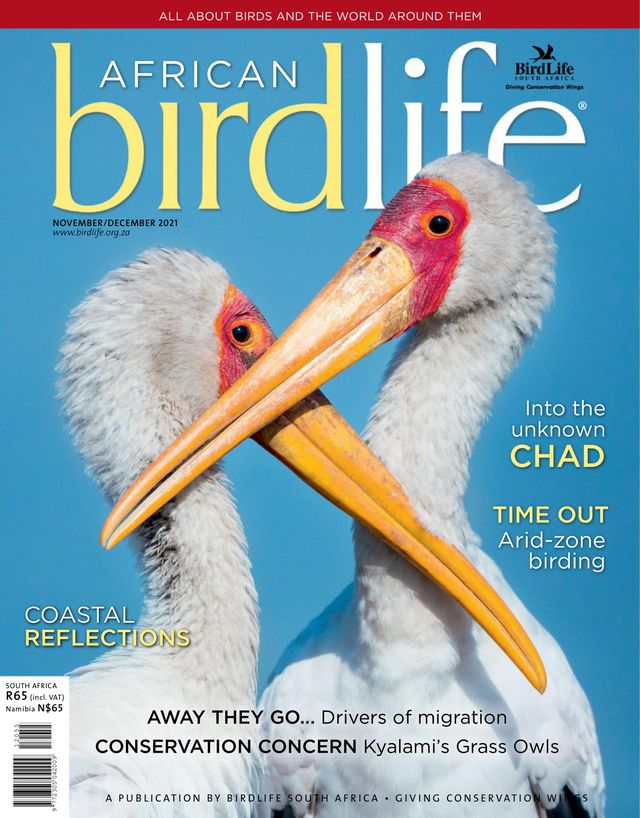 African Birdlife