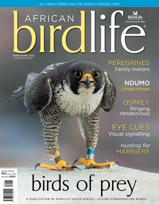 African Birdlife