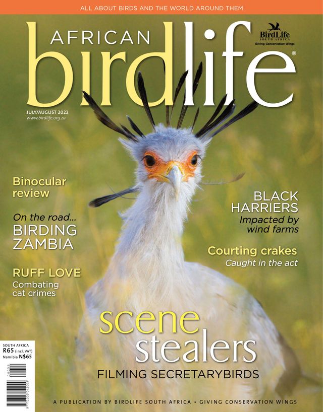 African Birdlife