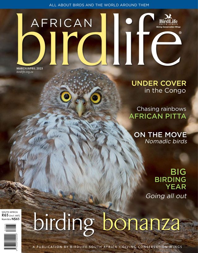 African Birdlife
