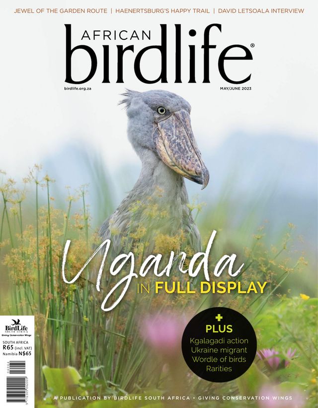 African Birdlife