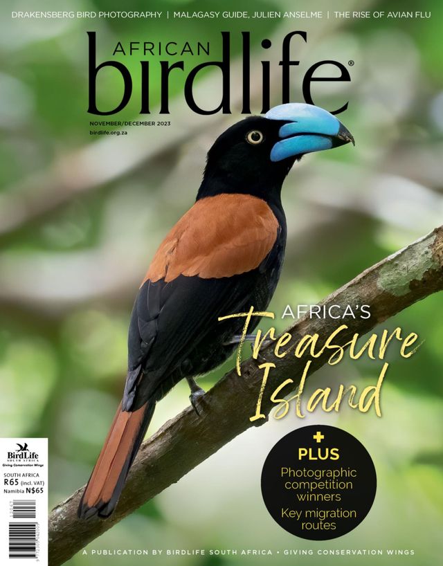 African Birdlife