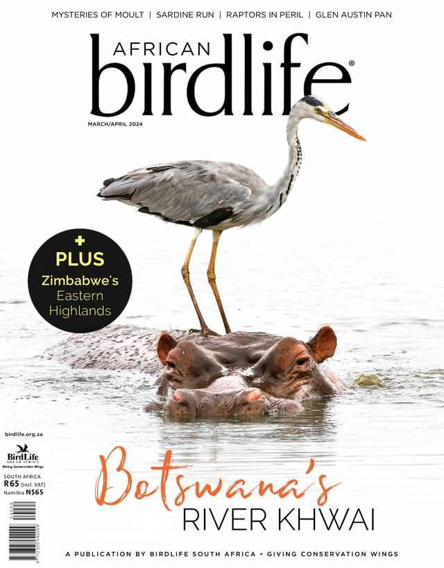 African Birdlife