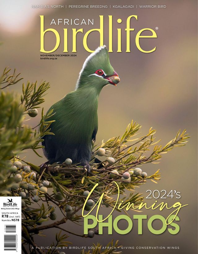 African Birdlife