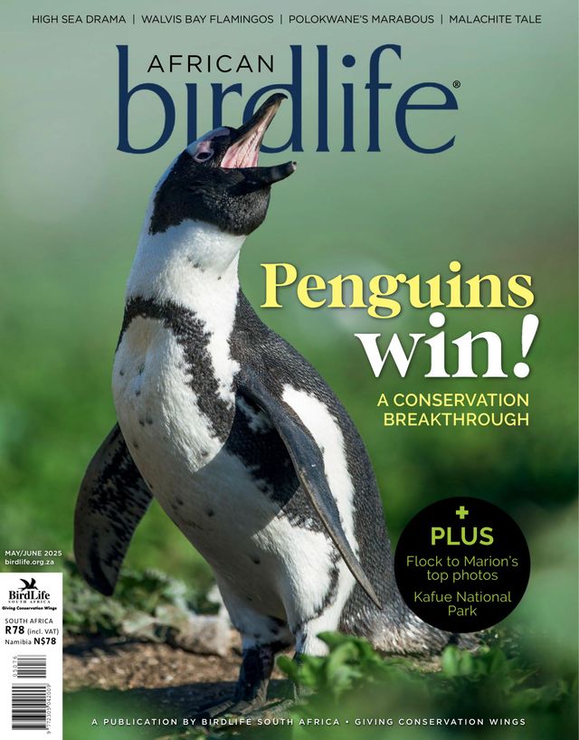 African Birdlife