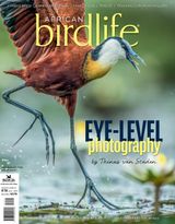 African Birdlife