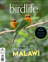 African Birdlife