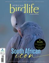 African Birdlife
