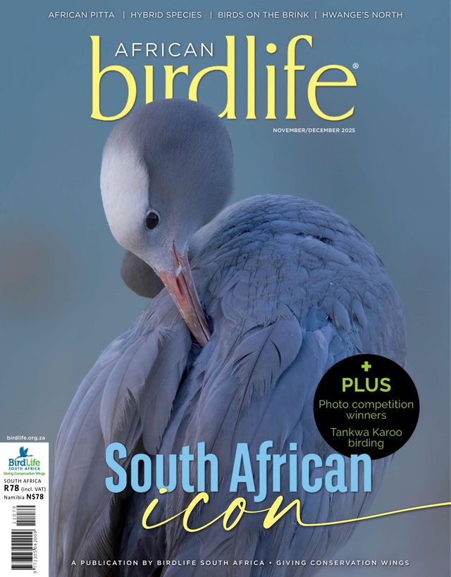 African Birdlife