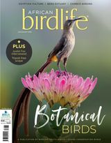 African Birdlife