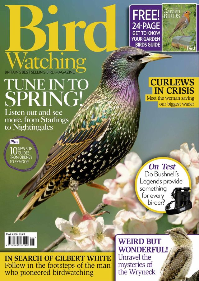 मैगज़्टर गोल्ड के साथ असीमित हो जाओ