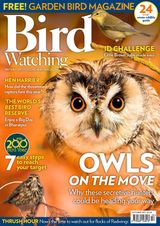 Bird Watching - October 2017 October 2017