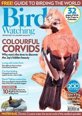 Bird Watching - November 2017 November 2017