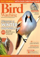 Bird Watching - December 2017 December 2017