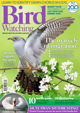 Bird Watching - April 2018 April 2018
