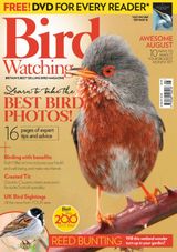 Bird Watching - August 2018 August 2018