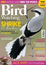 Bird Watching - November 2018 November 2018