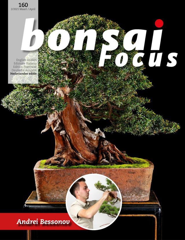 Bonsai Focus NL