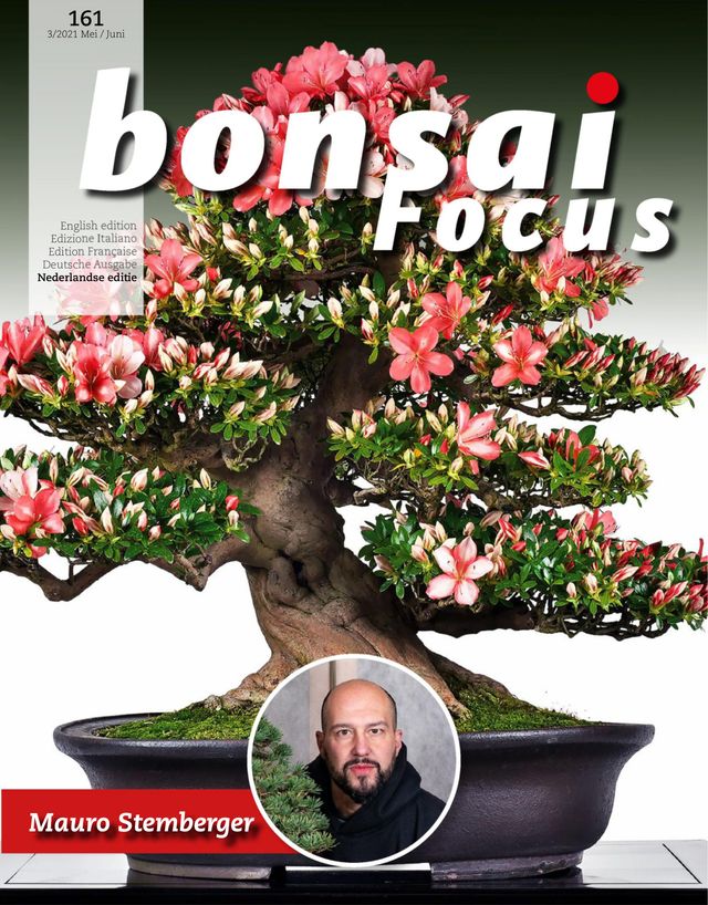 Bonsai Focus NL