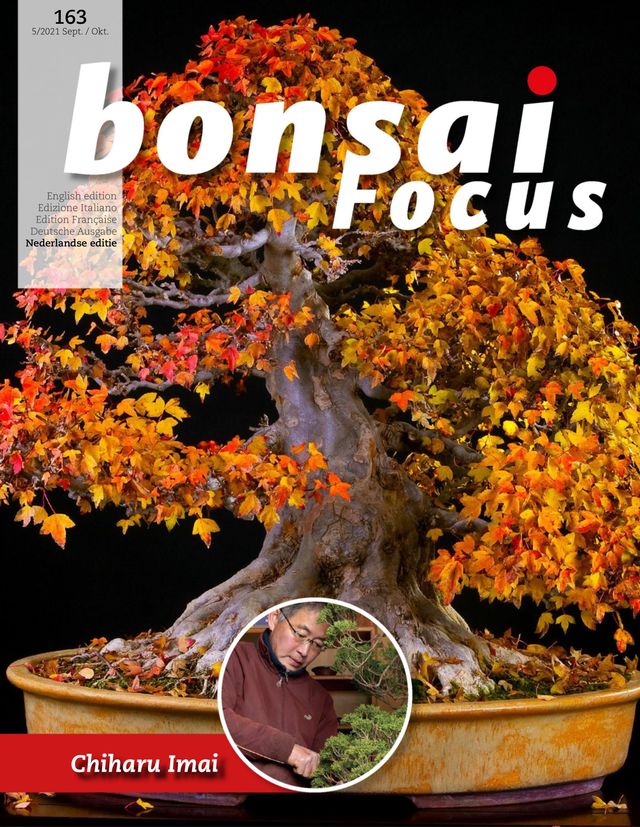 Bonsai Focus NL