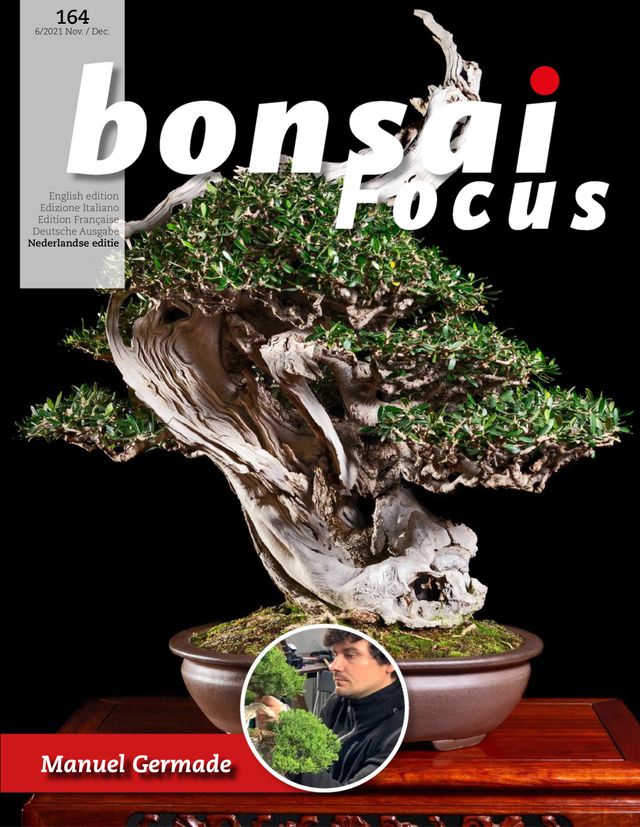 Bonsai Focus NL
