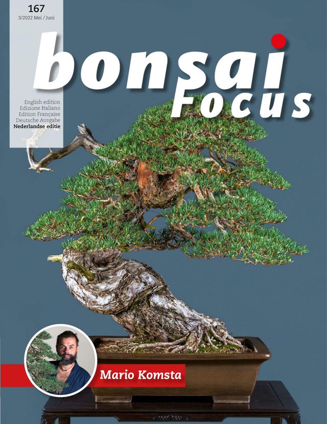 Bonsai Focus NL