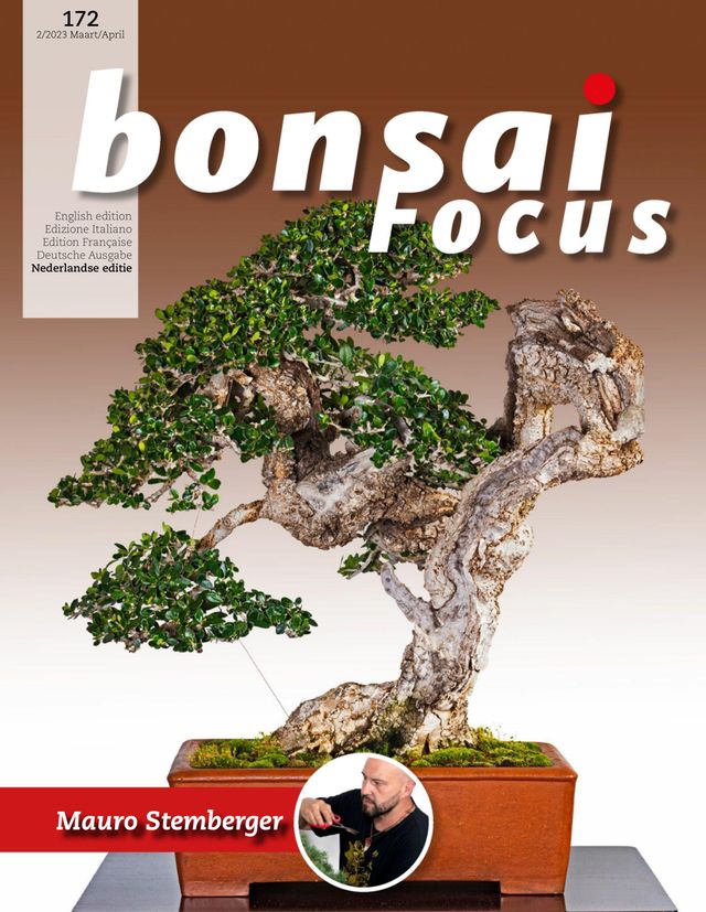 Bonsai Focus NL