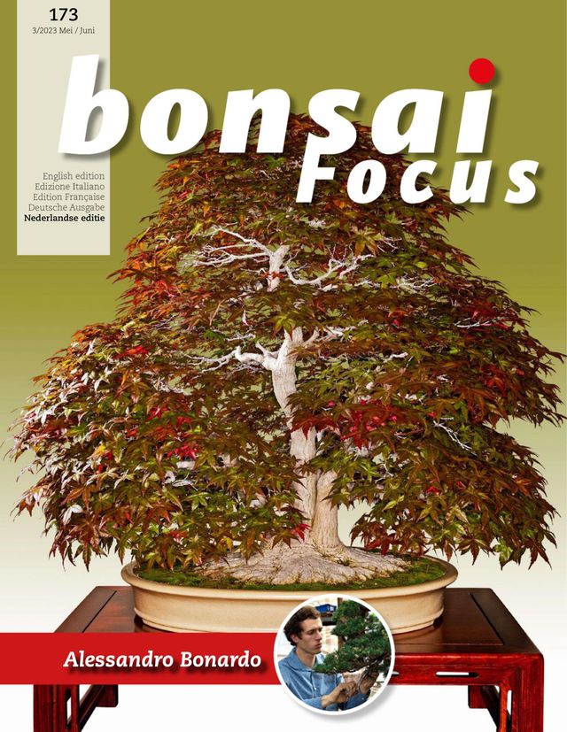 Bonsai Focus NL