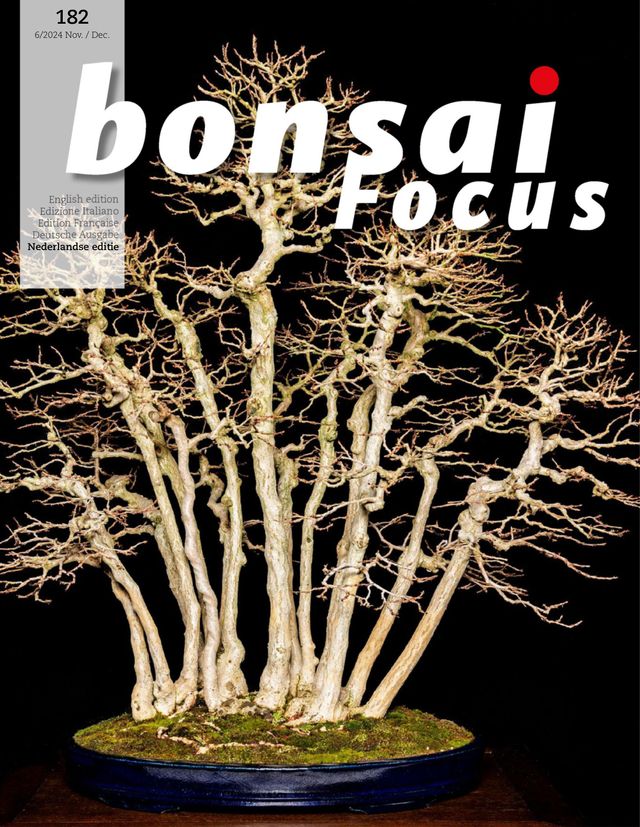 Bonsai Focus NL