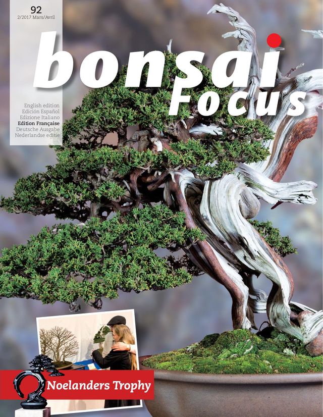 Bonsai Focus FR