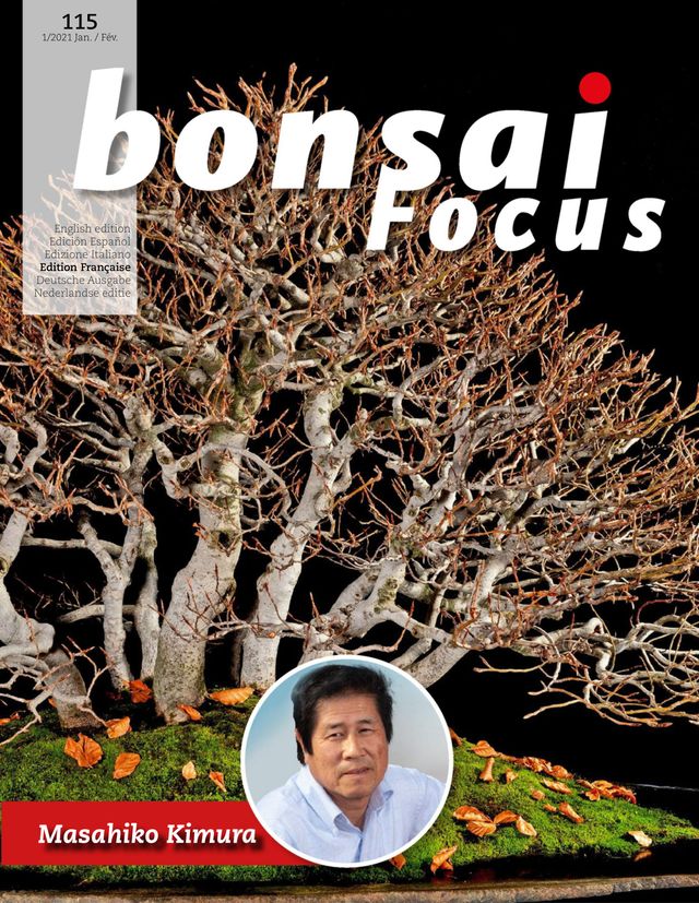 Bonsai Focus FR