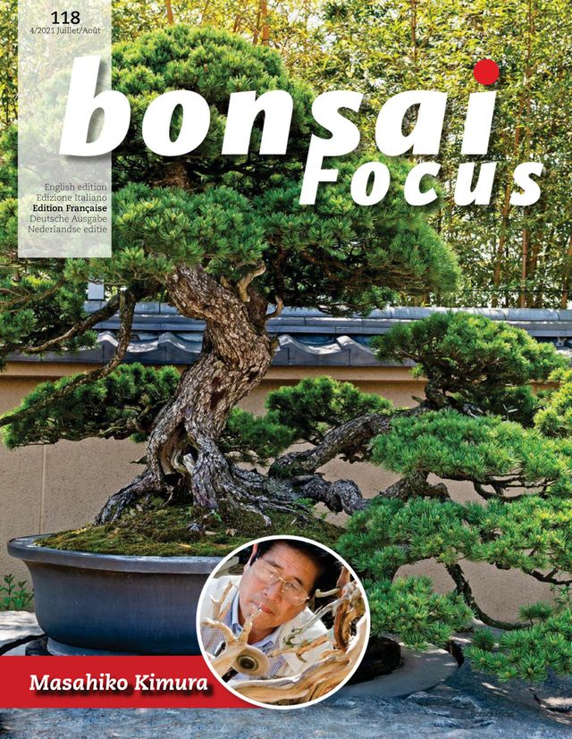Bonsai Focus FR