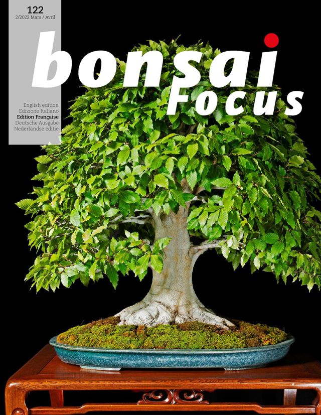 Bonsai Focus FR