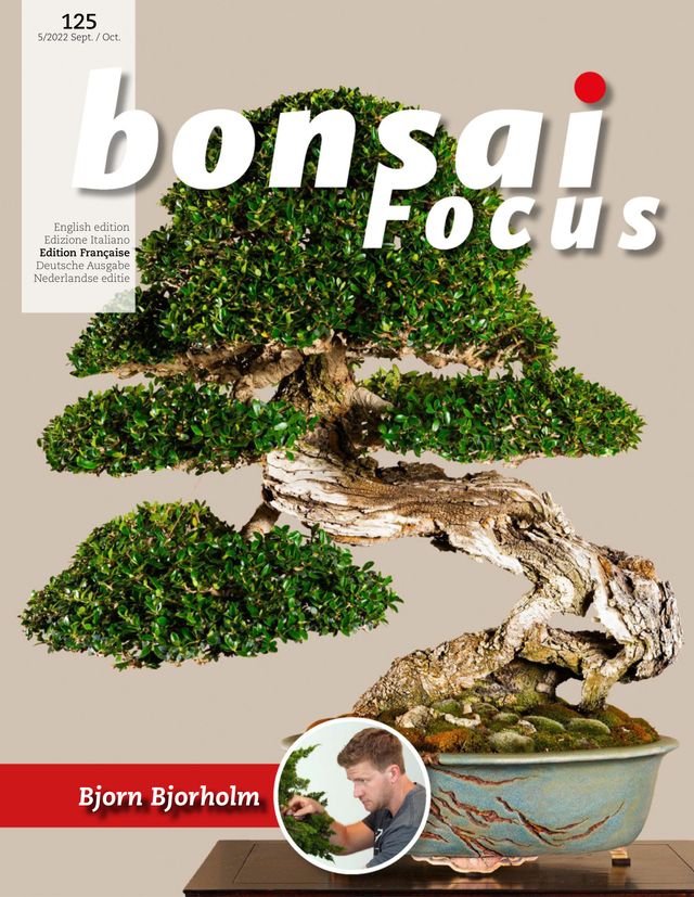 Bonsai Focus FR