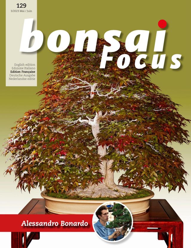 Bonsai Focus FR