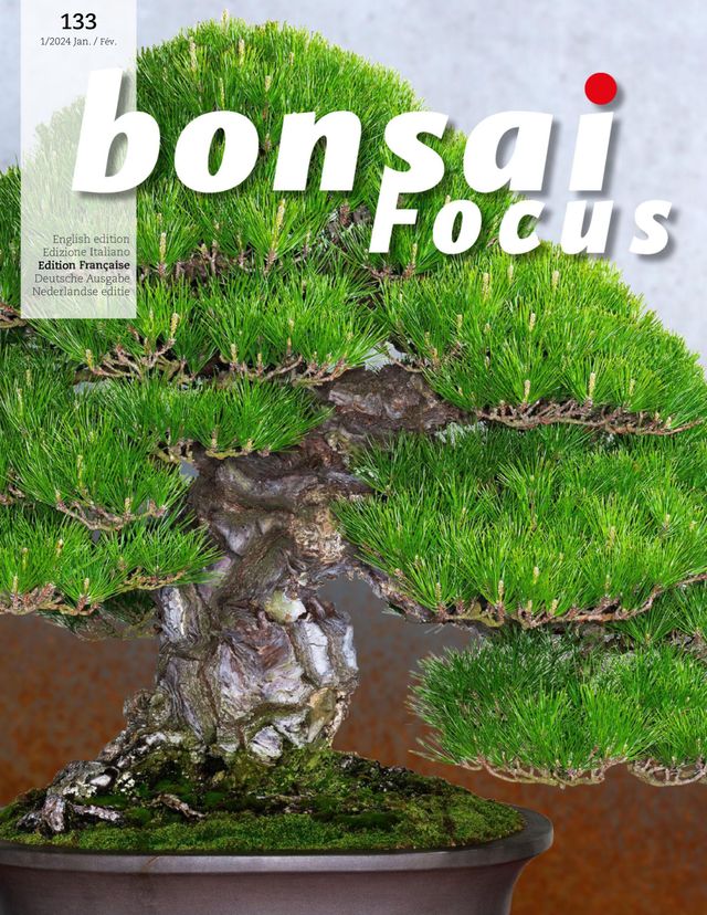 Bonsai Focus FR