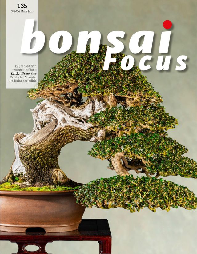Bonsai Focus FR