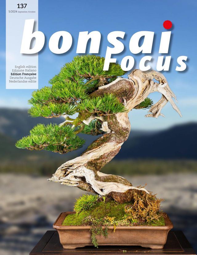Bonsai Focus FR