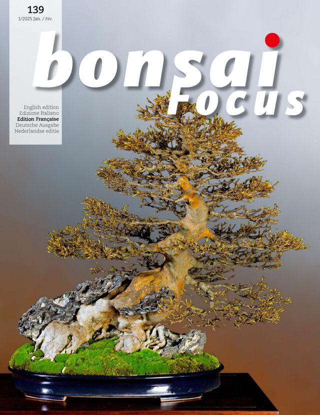 Bonsai Focus FR