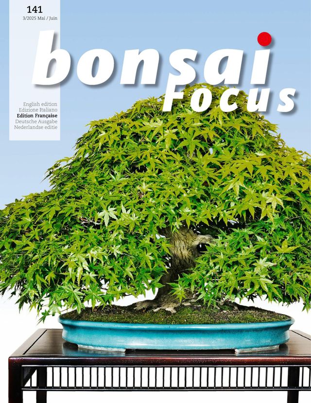 Bonsai Focus FR
