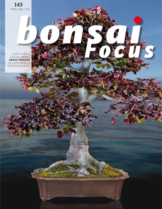 Bonsai Focus FR