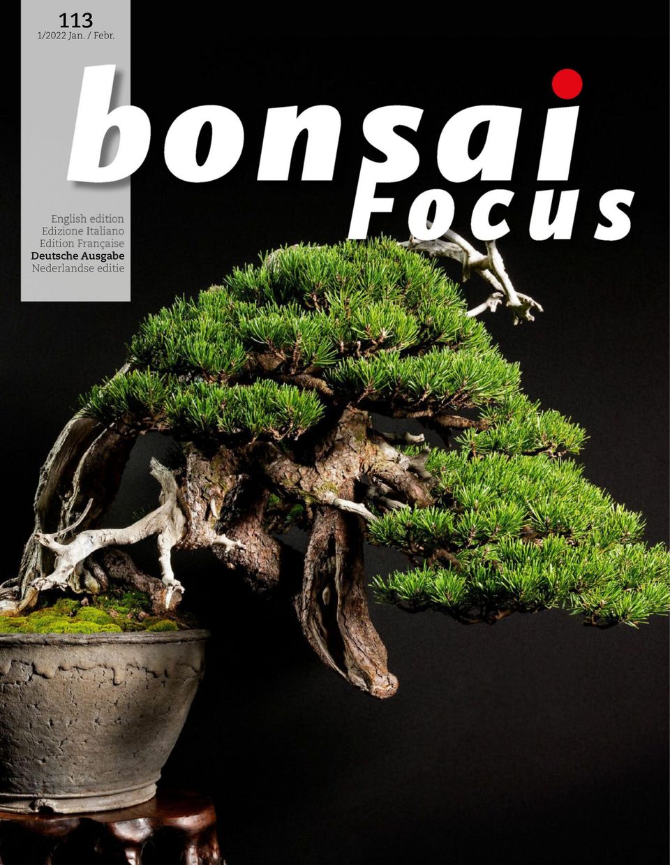 Bonsai Focus DE Januar / Februar 2022
