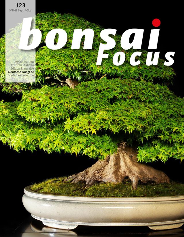 Bonsai Focus DE
