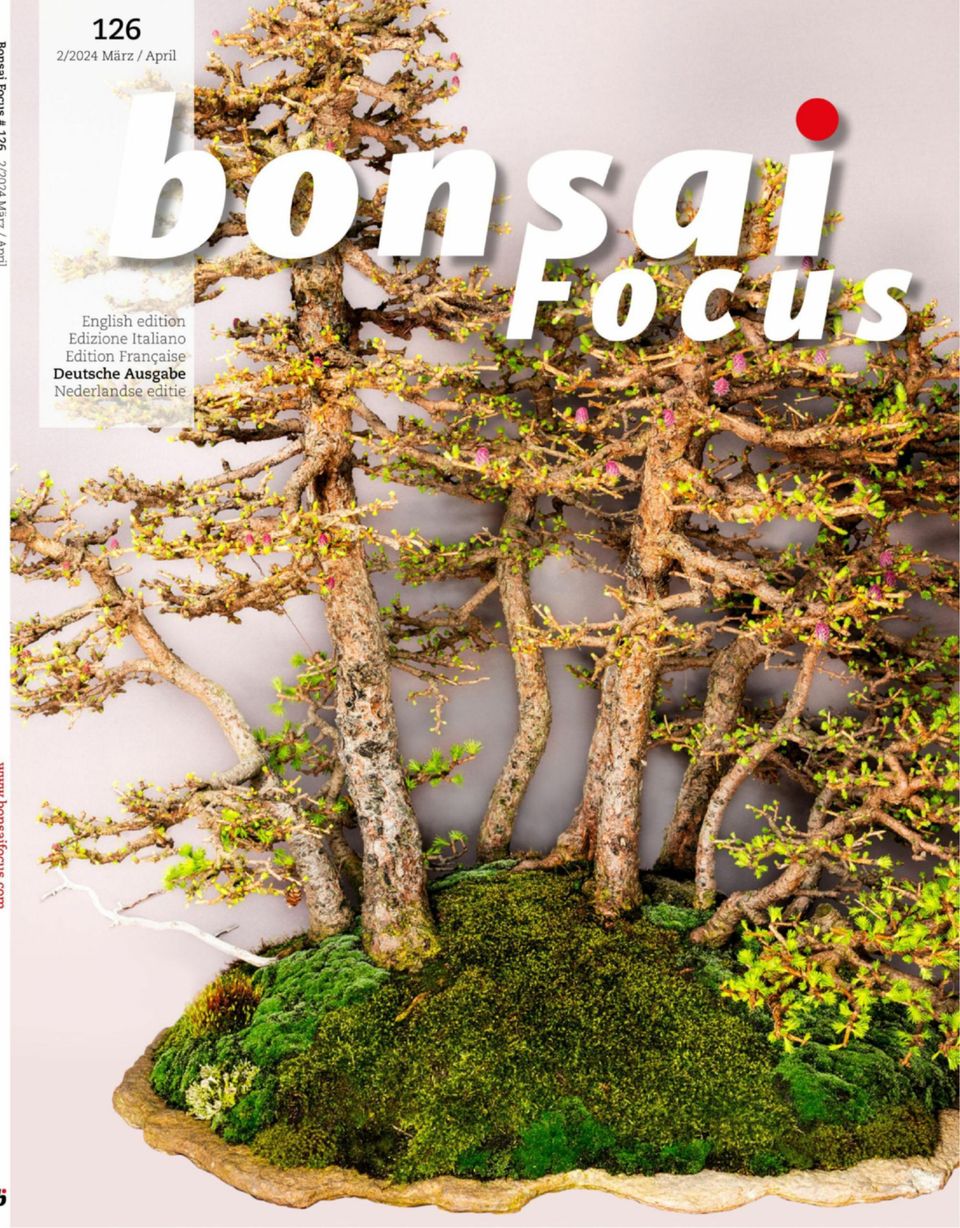 Bonsai Focus DE März - April 2024