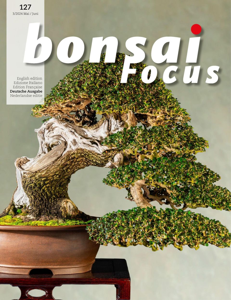 Bonsai Focus DE  Mai / Juni 2024