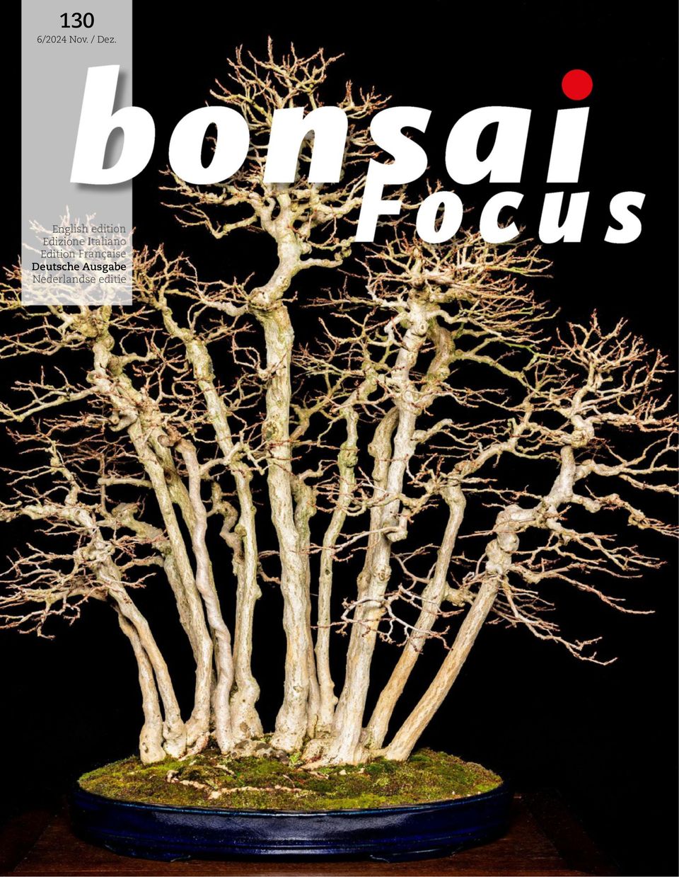 Bonsai Focus DE November / Dezember 2024