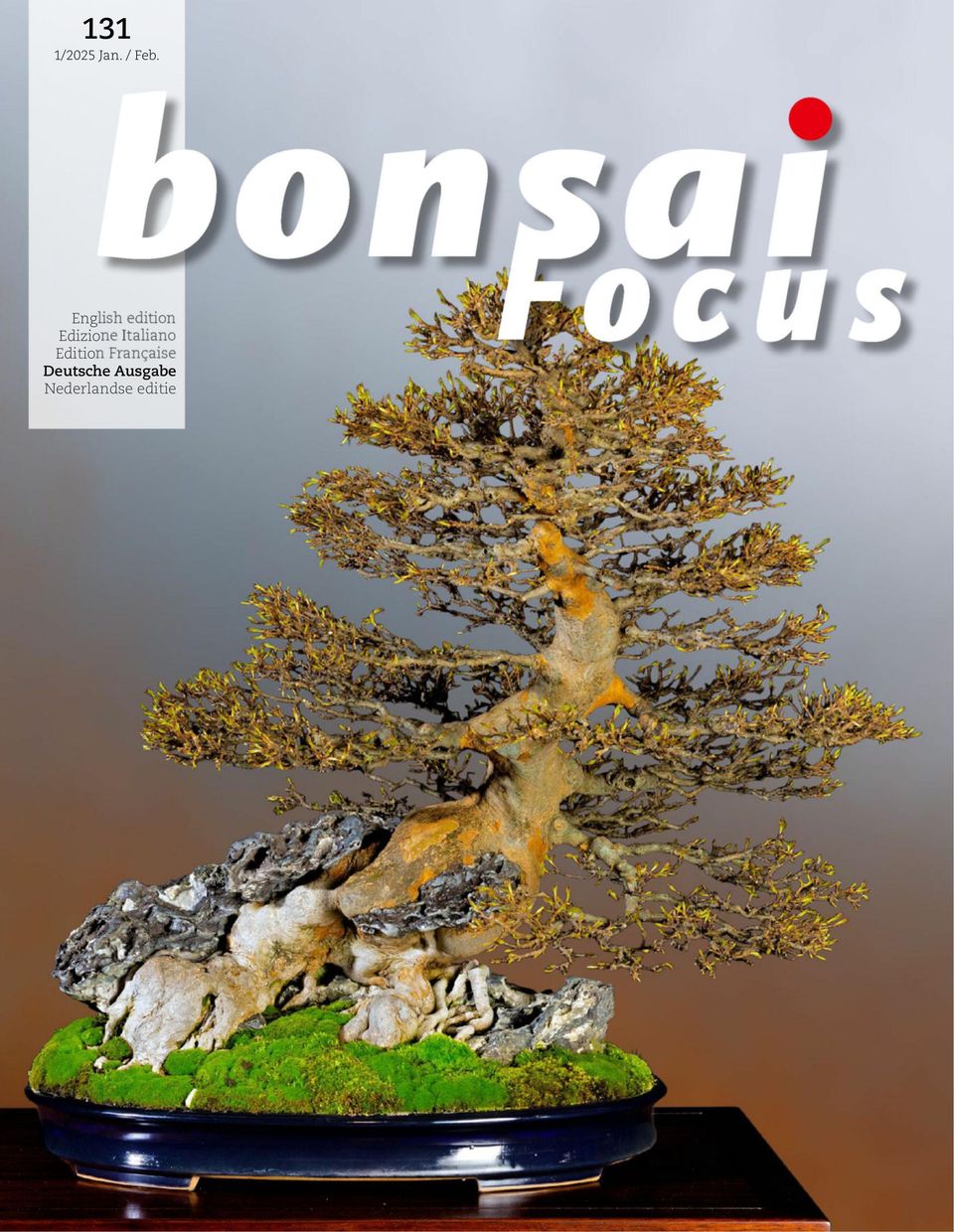 Bonsai Focus DE Januar / Februar 2025